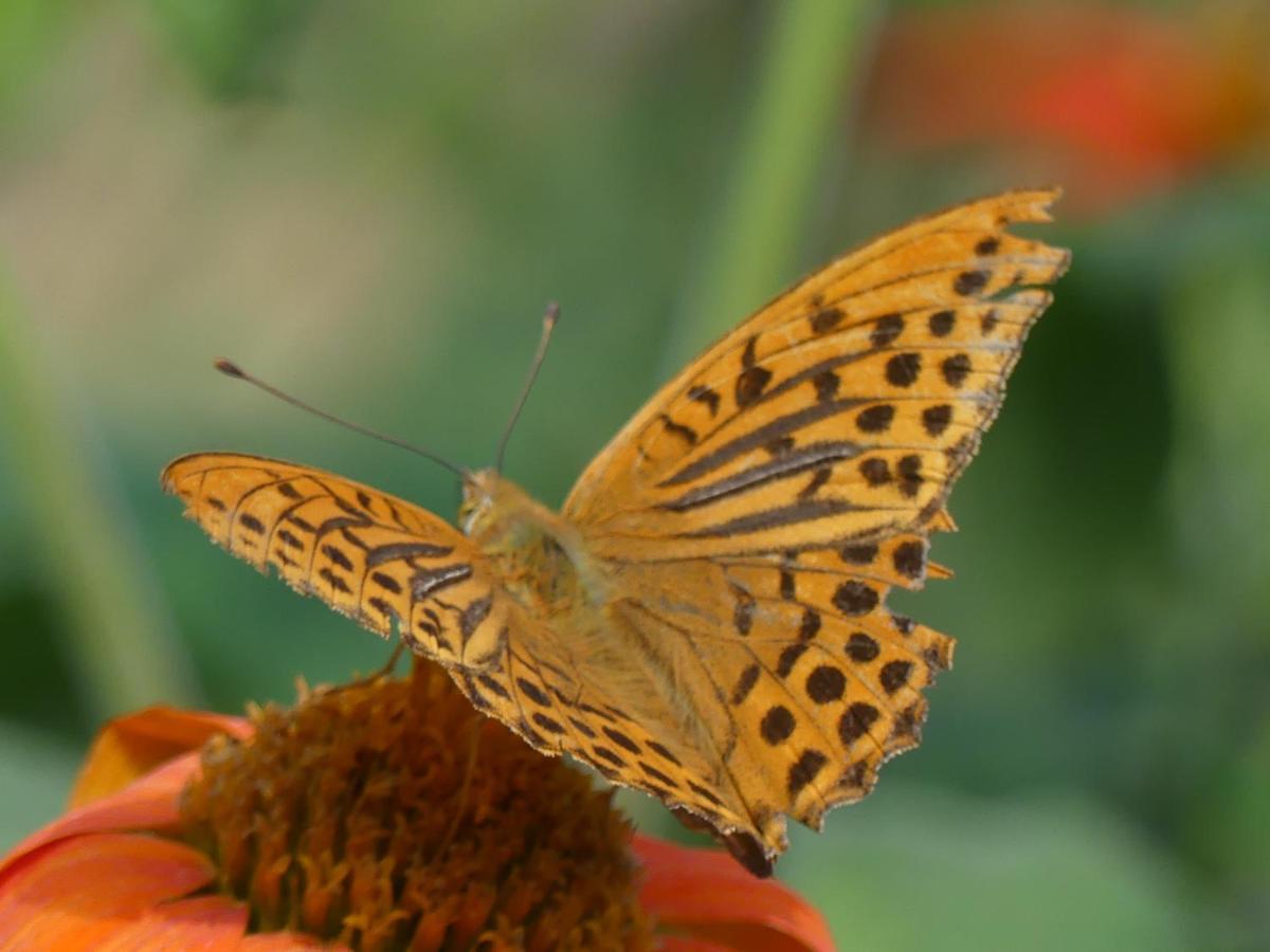 Source Nature Le Mas-d'Azil Luaran gambar