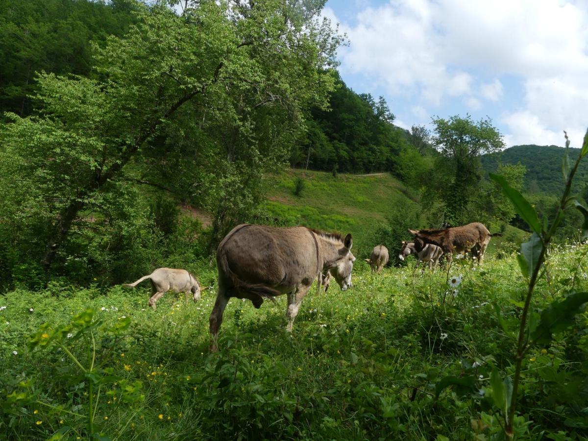 Source Nature Le Mas-d'Azil Luaran gambar